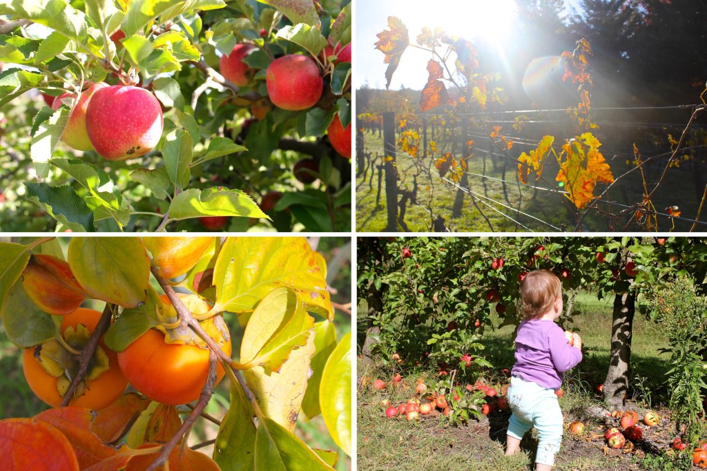 chai-spice-apple-cake-suttons