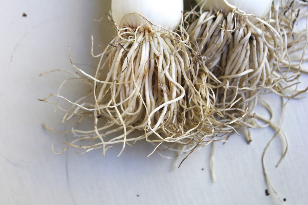 leek-zucchini-frittata-leeks