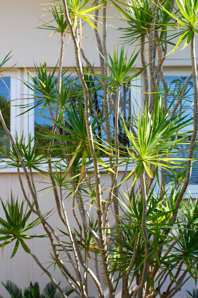 stradbroke-island-bushes