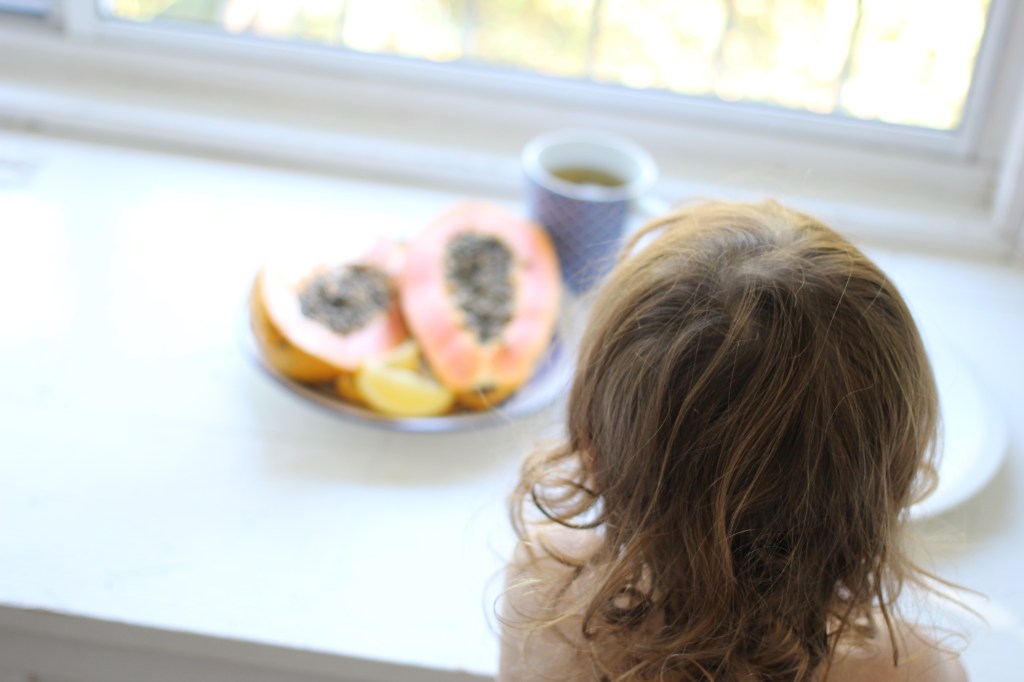 stradbroke-island-waratah