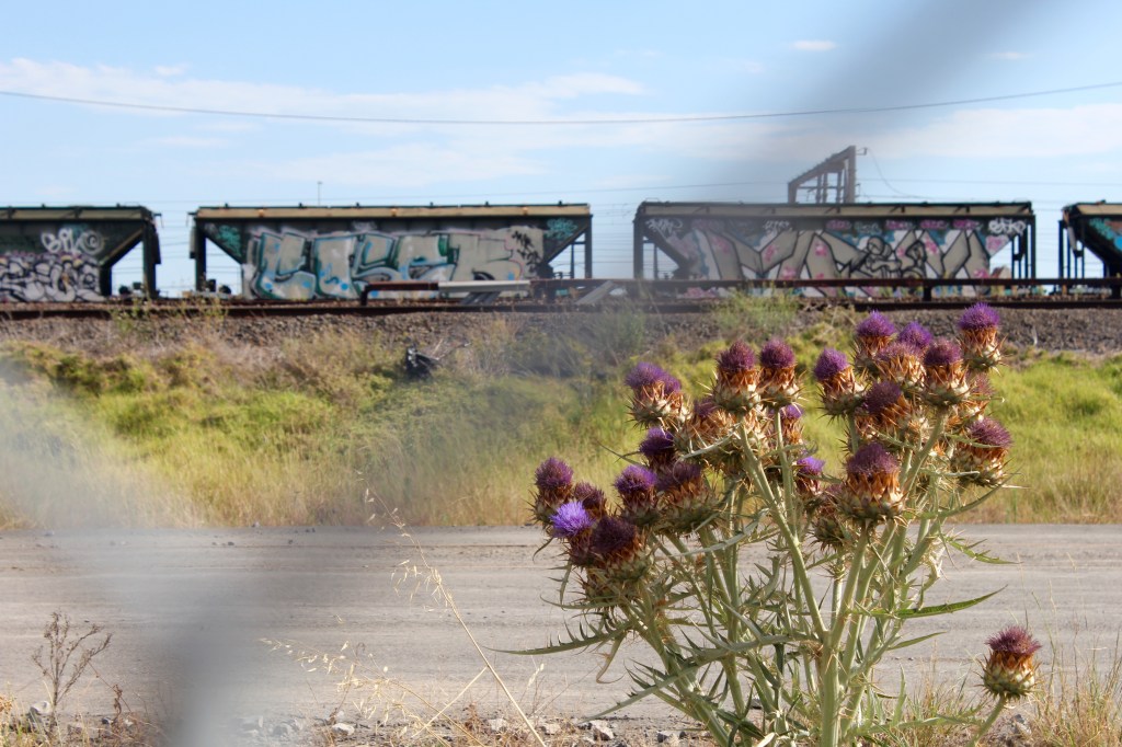 peach-galette-footscray