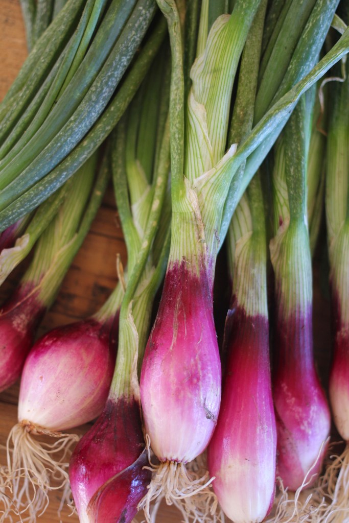 ginger-miso-carrot-soup-one